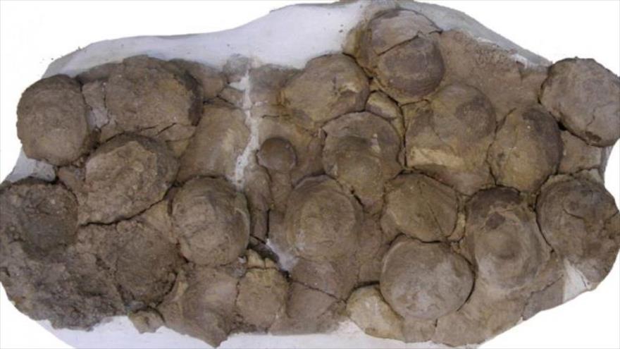 Hallan 100 huevos de dinosaurio de hace 192 millones de años | HISPANTV
