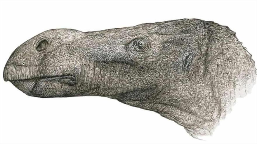 Hallan nueva especie de dinosaurio con una nariz grande no vista | HISPANTV