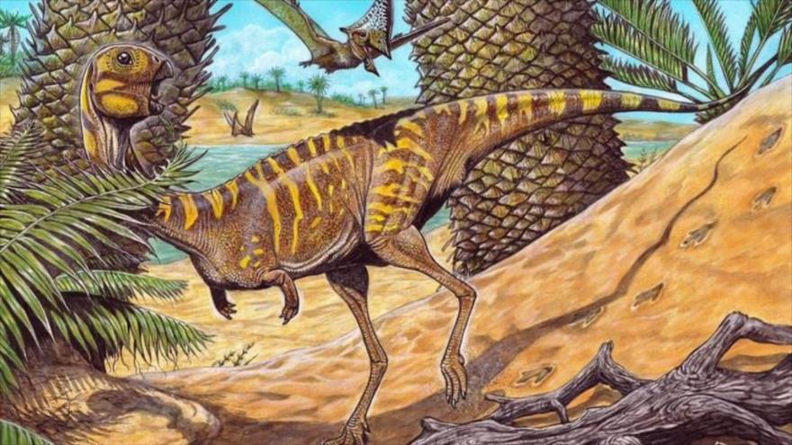 Berthasaura leopoldinae es una especie de dinosaurio bípedo sin dientes, encontrado en el municipio Cruzeiro do Oeste, en el estado de Paraná (Brasil.)