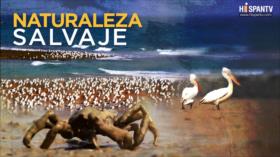 El manglar | Naturaleza Salvaje 