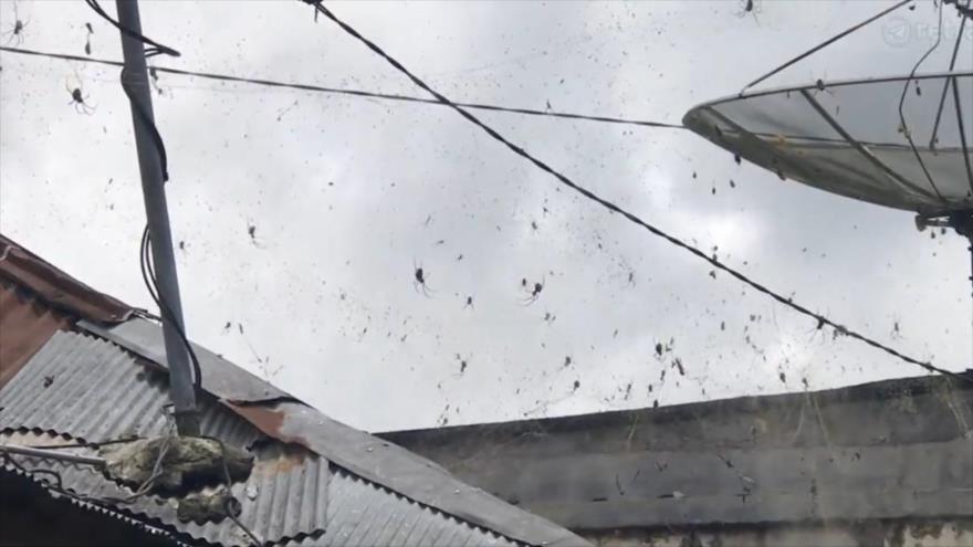 Vídeo: Arañas se apoderan de un pequeño pueblo en Indonesia
