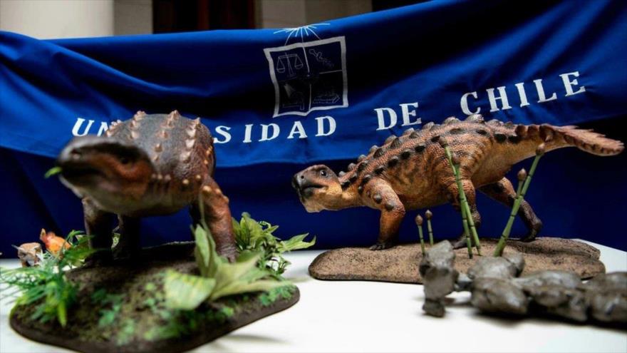 Vista de modelos de Stegouros presentada en Santiago de Chile, 1 de diciembre de 2021. (Foto: AFP)
