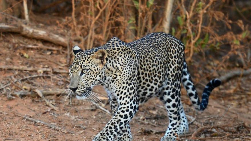 Una mujer salva a su hijo de 8 años de las garras de un leopardo en La India.