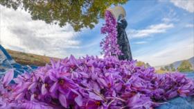 Fotos: Cosecha de “oro rojo” en la provincia iraní de Mazandaran