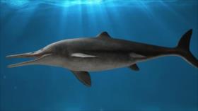 Hallan en Colombia un extinto reptil marino con dientes afilados