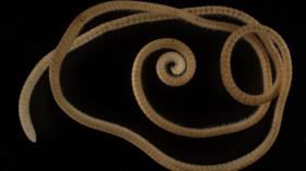 Científicos descubren el primer auténtico milpiés: Tiene 1306 patas