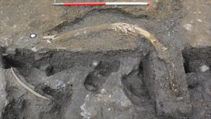 Hallan restos de cinco mamuts de la Edad de Hielo en el Reino Unido