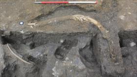 Hallan restos de cinco mamuts de la Edad de Hielo en el Reino Unido