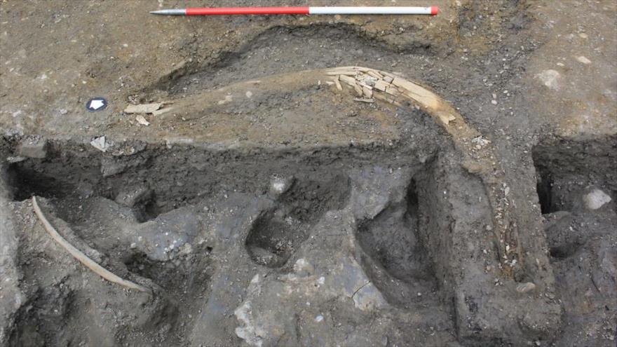 Restos de cinco mamuts de la Edad de Hielo, hallados en el Reino Unido. (Foto: DigVentures)