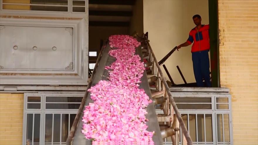 Hacer agua de Rosas en Kashan | Irán