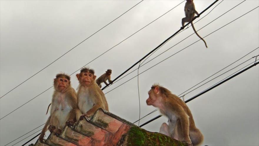 Monos se roban un bebé de dos años en La India.