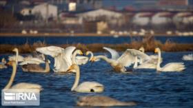 Cisnes cantores regresan al humedal de Sorjrud, en el norte de Irán