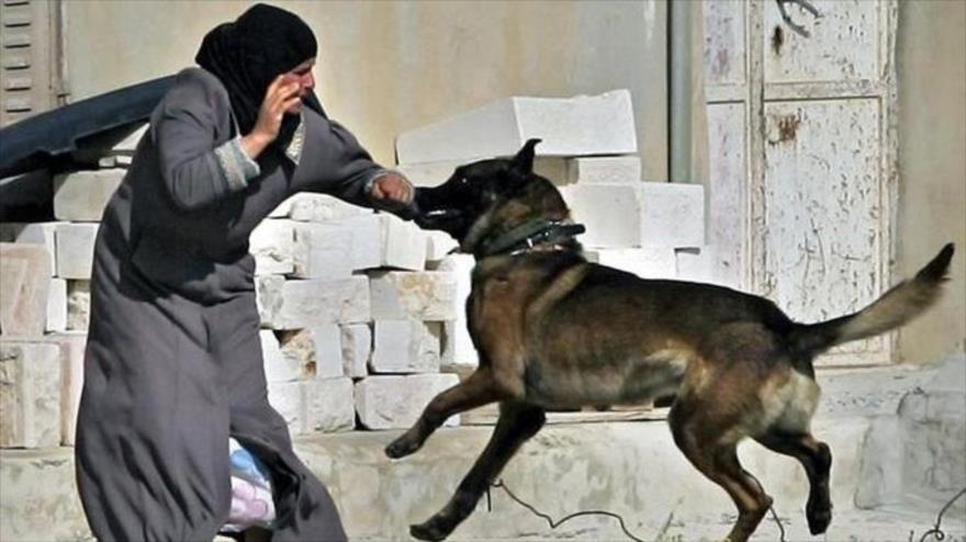 Un perro del ejército israelí ataca a una mujer palestina, durante un asalto cerca de ciudad de Beit Lahm (Belen) en la Cisjordania ocupada, 21 de marzo de 2007.