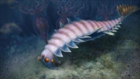 Identifican animal milenario de cinco ojos y boca hacia atrás 