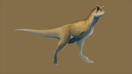 Hallan un extraño fósil de un dinosaurio sin brazos en Argentina
