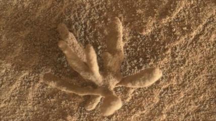 Foto: Encuentran una flor de piedra en Marte