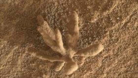 Foto: Encuentran una flor de piedra en Marte