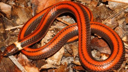 Hallan nuevo tipo de serpiente en peligro de extinción en Paraguay