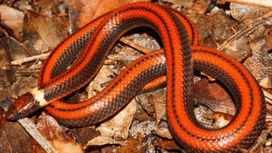 Un nuevo tipo de serpiente no venenosa, conocido como Phalotris shawnella. 