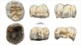Hallan diente de unos 130 mil años de niño denisovano en Laos