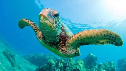 Conozca algunas curiosidades de especies de tortugas marinas