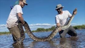 Vídeo: vean la serpiente pitón más grande jamás encontrada en Florida