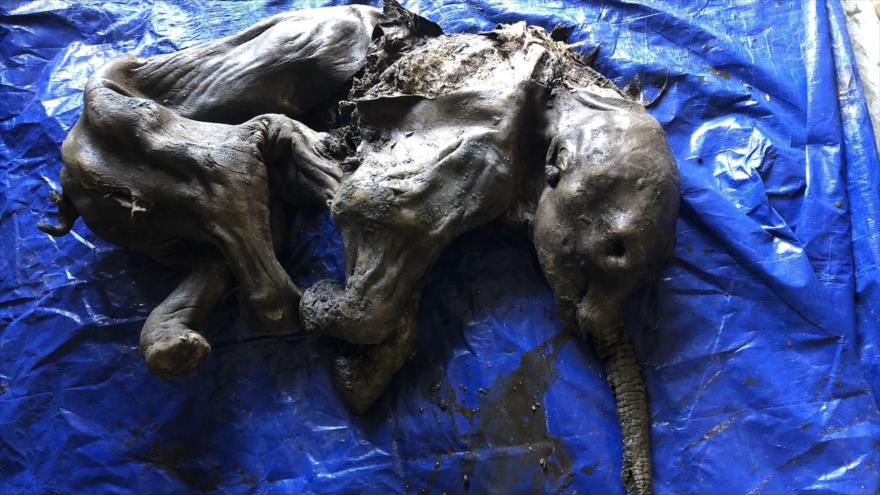 Los restos preservados de un bebé de mamut que vivió hace más de 30 000 años fue descubierto en Yukón, Canadá.