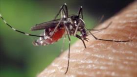¿Qué enfermedades se transmiten por los mosquitos?
