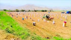 Perú empadrona a más de medio millón de agricultores