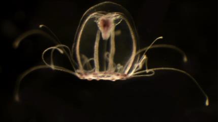 Descifran genoma de ‘medusa inmortal’, clave para la vida eterna