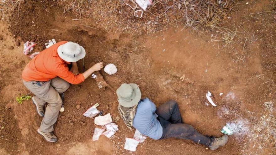 Los paleontólogos encuentras restos de un esqueleto de dinosaurio en el norte de Zimbabue. (Foto: Sputnik) 