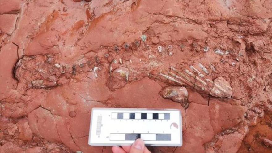 Restos fosilizados de un animal desconocido, hallados el 24 de agosto de 2022 en una playa de la isla del Príncipe Eduardo, Canadá.