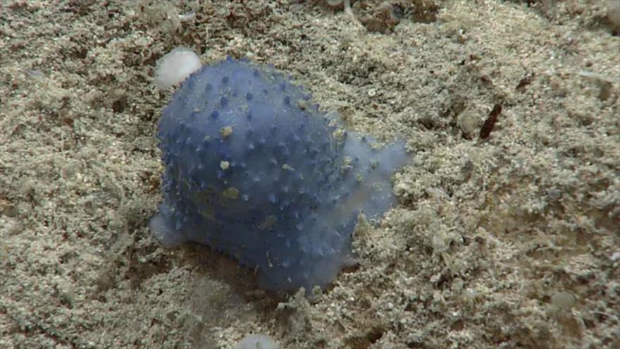 Vídeo: Hallan en Caribe una “extraña” criatura nunca vista antes