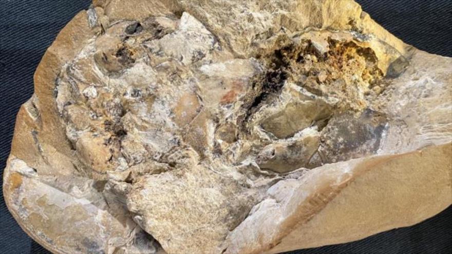 Imagen del corazón fosilizado más antiguo hasta la fecha. (Foto: EFE)