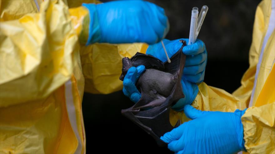 Expertos recolectan muestran de un murciélago en un centro de investigación en la región de Zadié en Gabón, 25 de noviembre de 2020. (Foto: AFP)