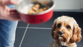 Británicos comen alimentos para mascotas por la crisis económica