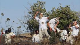 Informe: Se disparan ataques de colonos israelíes contra palestinos