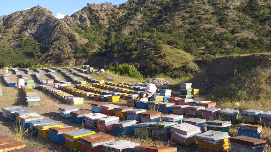 Irán exportará 2000 toneladas de miel a China, en futuro cercano | HISPANTV