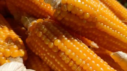 Nuevo reto a EEUU: México prohíbe maíz transgénico para alimento humano