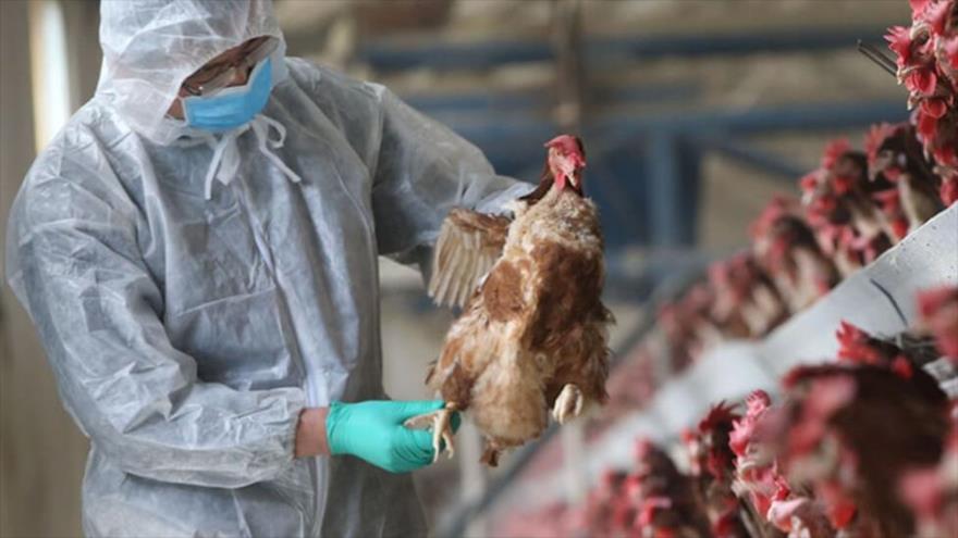 Especialistas pasan revisión en una granja de pollos ante posibles casos del virus H5N1.
