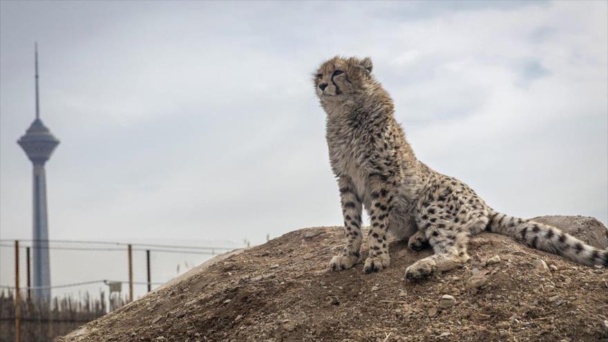 Adiós Pirouz, amado cachorro de guepardo criado en cautiverio en Irán | HISPANTV