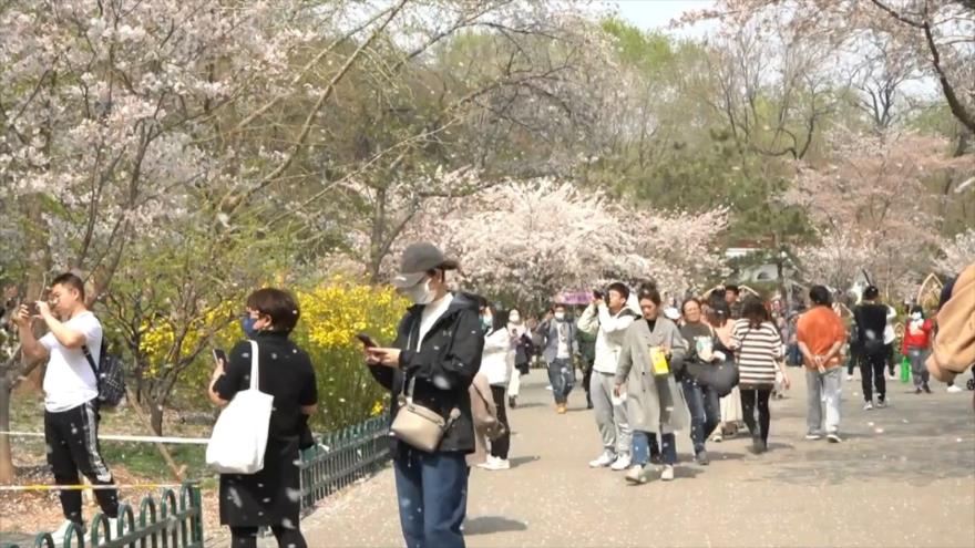 Vídeo: No te pierdas la pintoresca floración de cerezos en China 