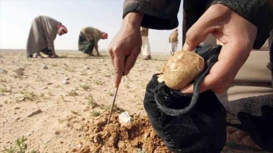 Recolectores de trufas en el desierto sirio.