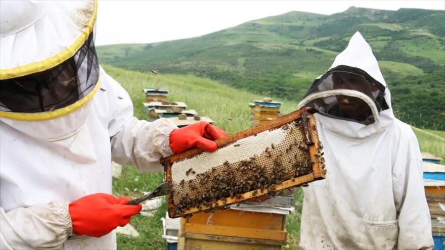 Un campo de apicultura en la provincia de Ardabil, en el noroeste de Irán