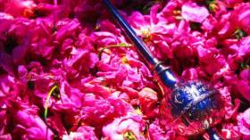 Se desarrolla en Irán ritual milenario de extracción de agua de rosas