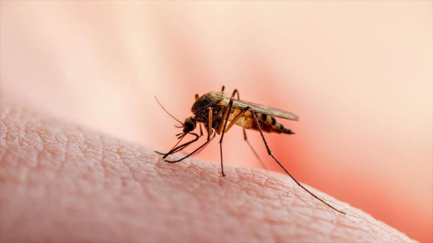 Descubren un sensor molecular que podría desorientar al parásito de la malaria para evitar que cause daños.