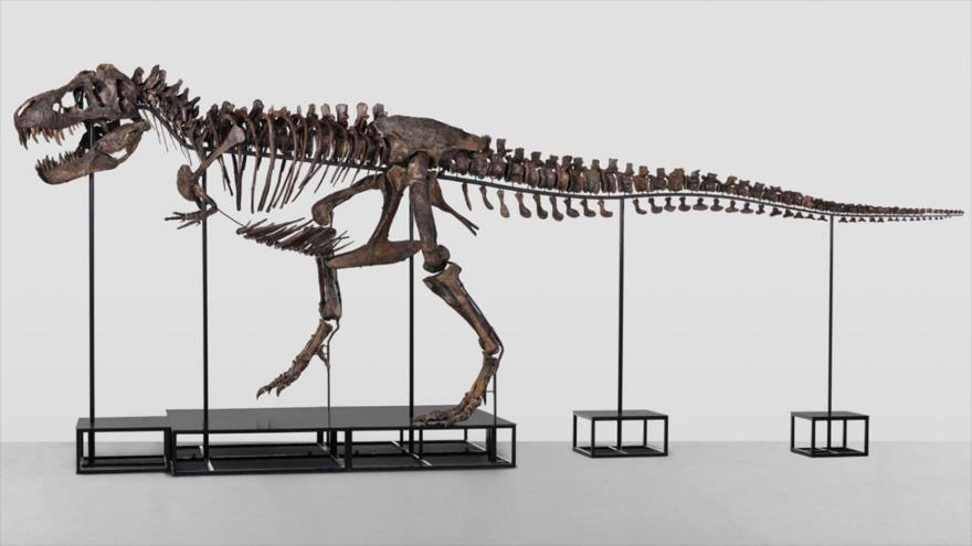 Esqueleto de Tiranosaurio Rex montado, denominado TRX-293 Trinity. 