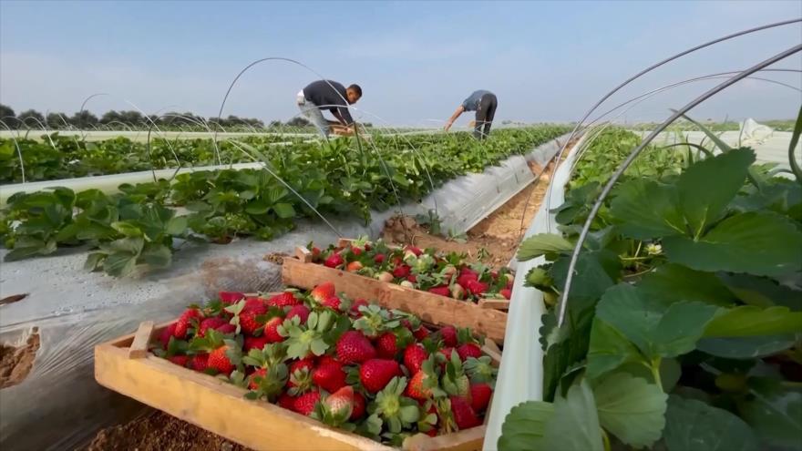 Sector agrícola en peligro | Causa Palestina