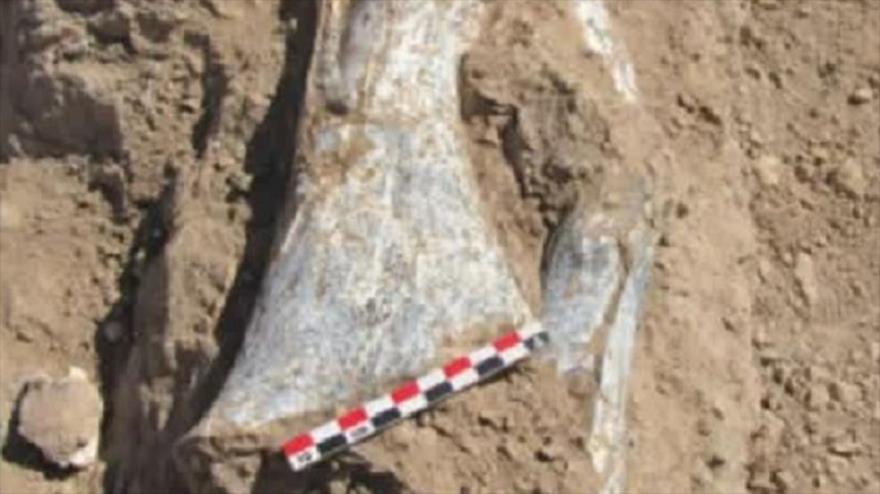 Irán descubre yacimiento de fósiles de 10 millones de años en Maraghe