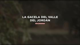 La gacela del valle del Jordán